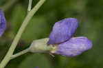 Blue wild indigo